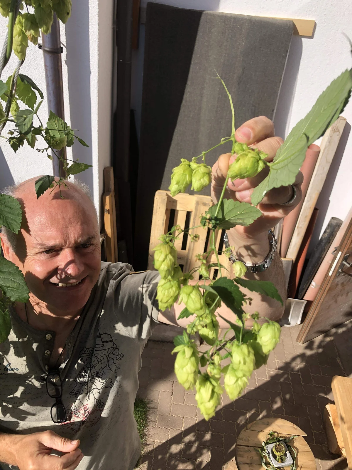 Julian hält eine Handvoll frisch geerntete Hopfendolden vor dem Brauerei-Holzhaus