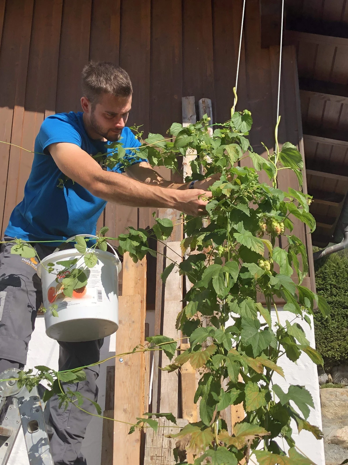 Julian bei der Hopfenernte mit frischen Hopfendolden in der Hand